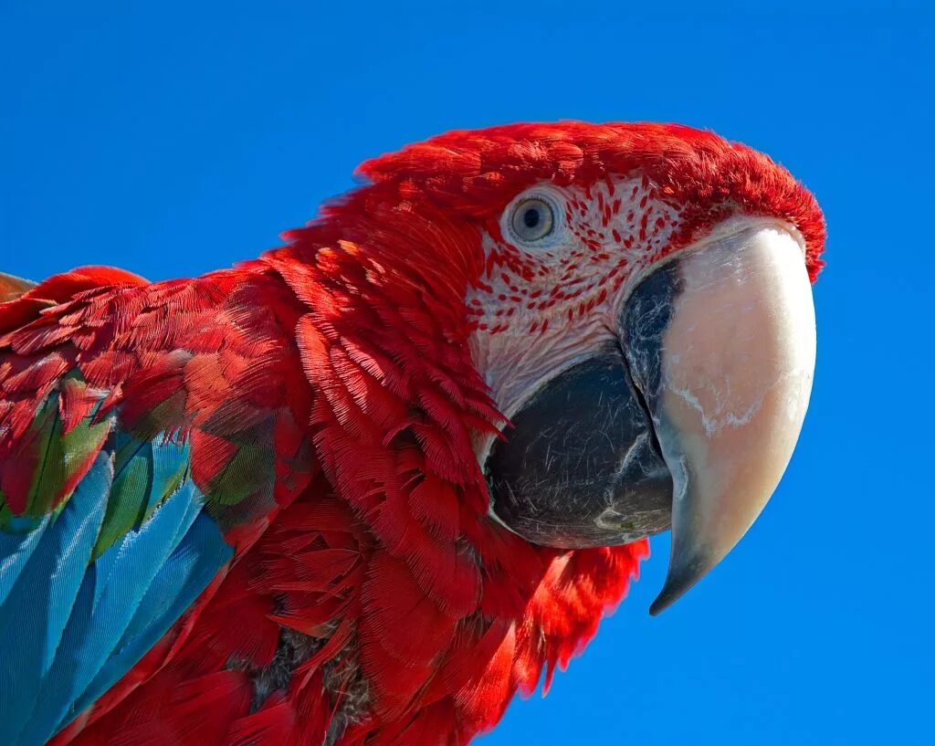 Red parrot
