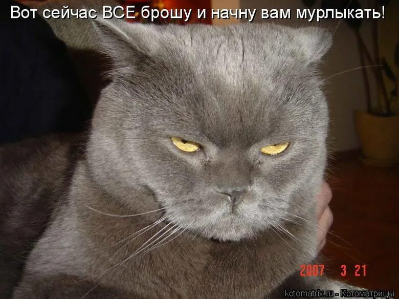 Я спать. Люблю глаза твои мой друг с игрой их пламенно-чудесной. Кот думает. Футболка я не сплю. Почему кошки медленно моргают.