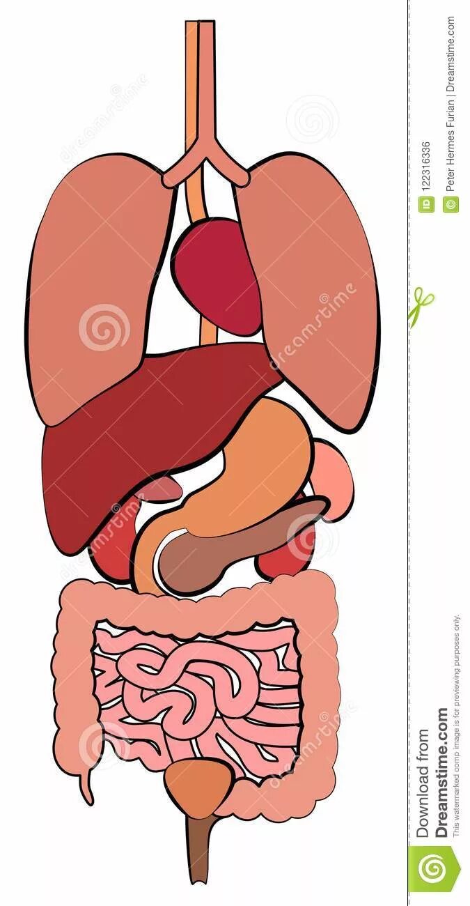 Заболевания мочеполовых органов. Выделительная система головоногих. Почка пищеварительная. Почки мочевой пузырь мочевыводящие пути. Выделительная система осьминога.