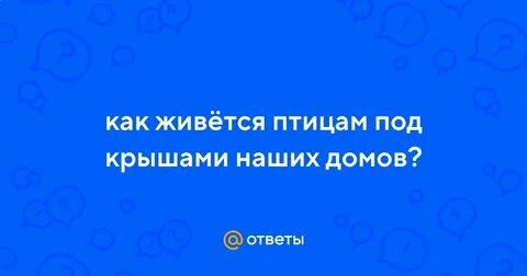 Как живется птицам в городе
