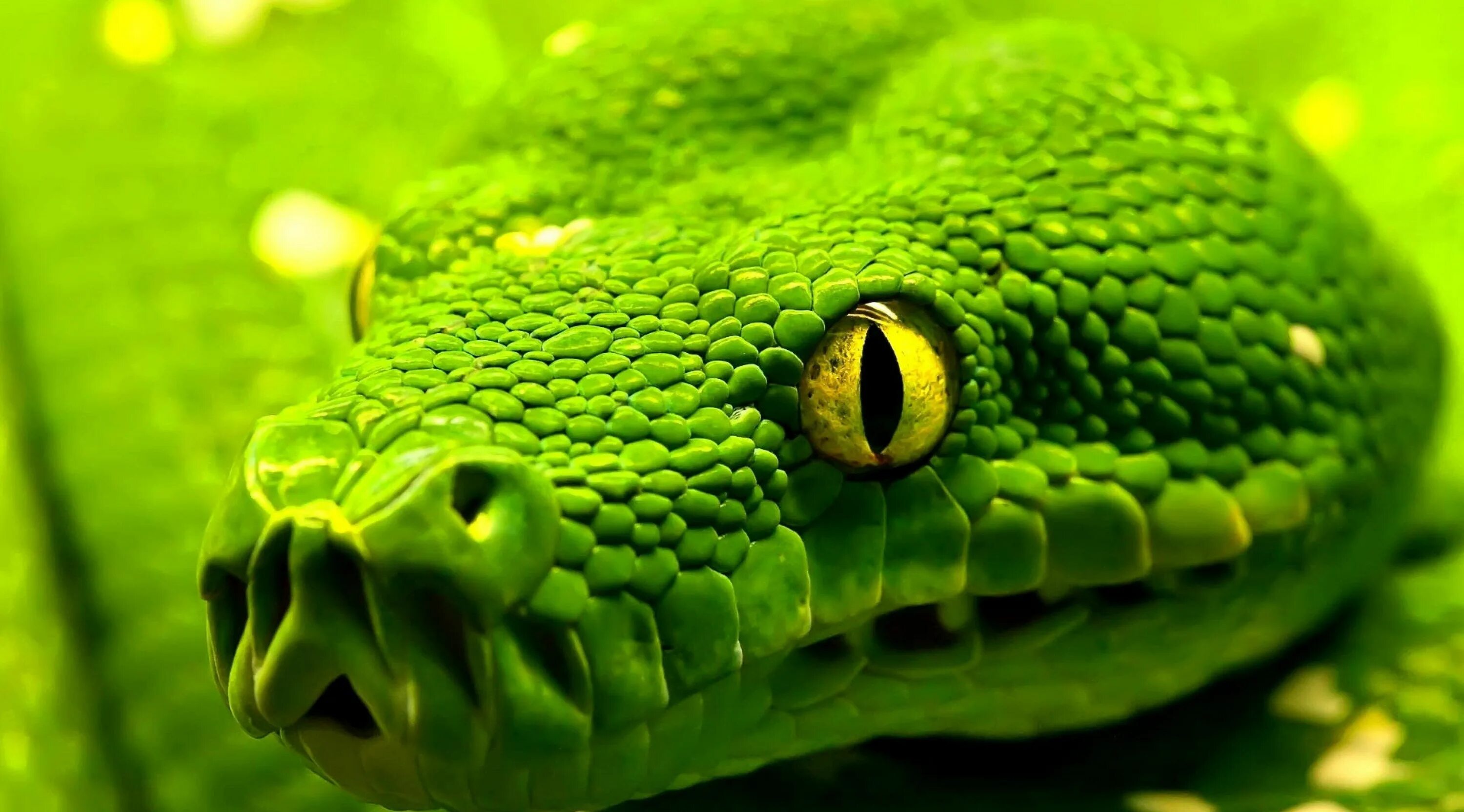 Snake x. Зеленая Анаконда. Змеи зелёная Анаконда. Зеленая Анаконда чешуя. Австралийский собакоголовый уж.