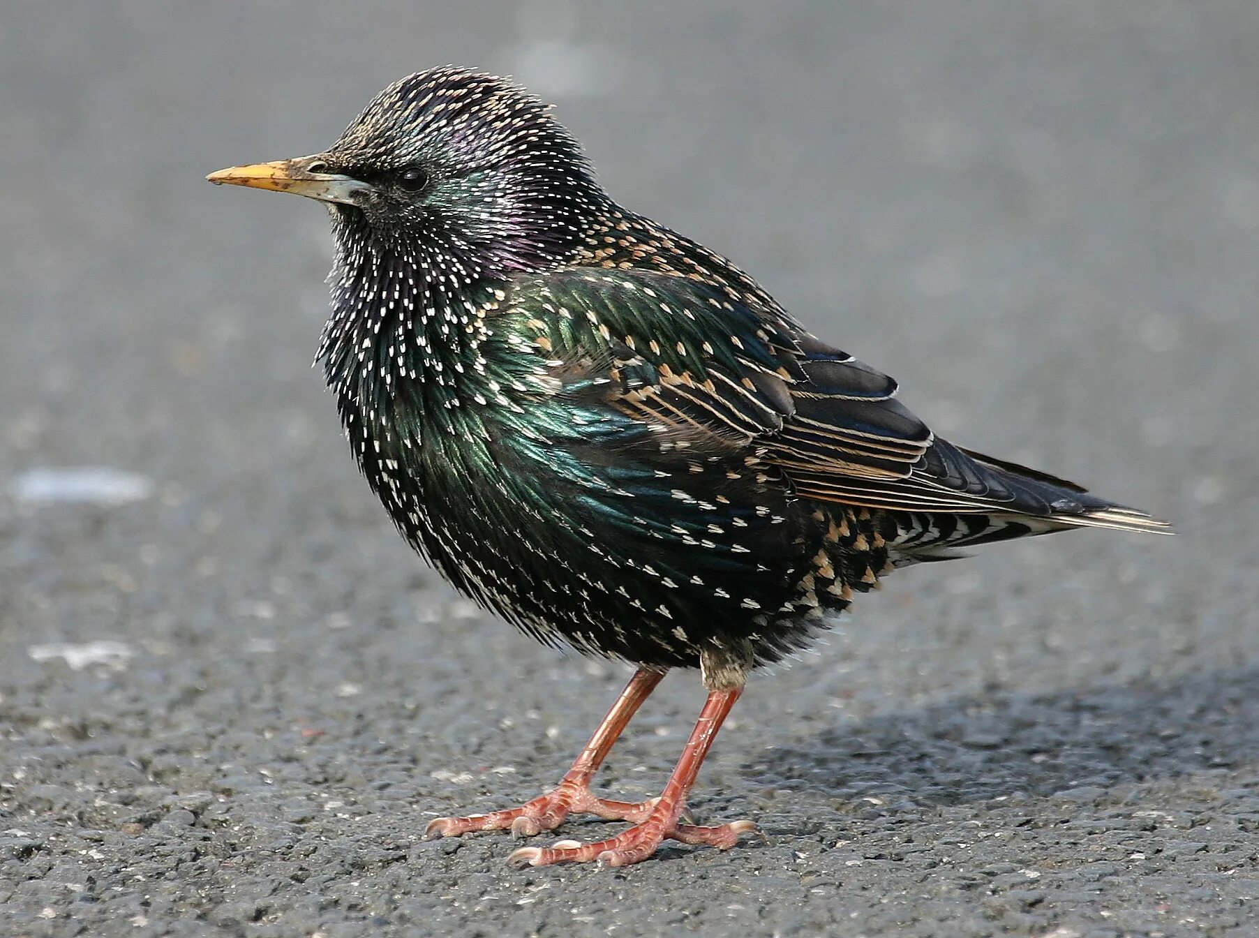 слеток скворца. семена томатов скворец партнер. скворец кавказский. семена скворец. скворец семена помидор.