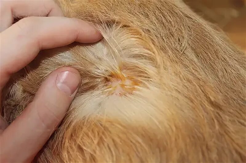 Упешное лечение пероральным применением мелатонина аллопеции X у шпица