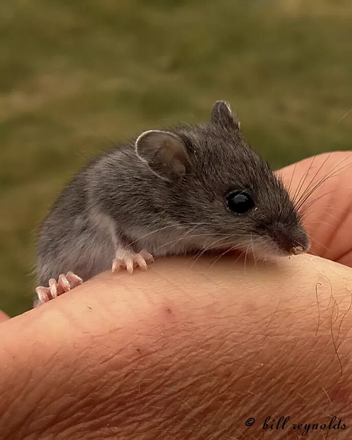 Дикая мышь. Маленькая мышь. Маленькие мыши Дикие. Серая мышь.