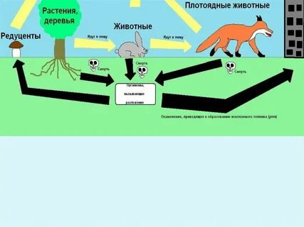 Круговорот животных