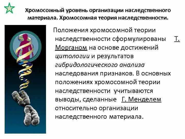 Создание хромосомной теории