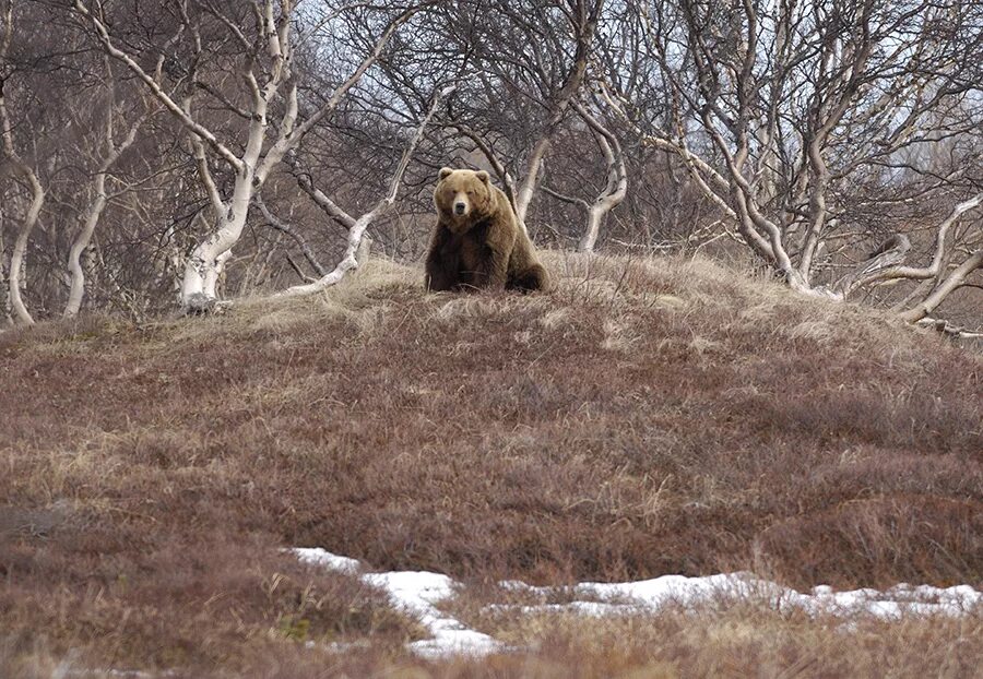 Берлога лучшие. Антип Водогон. Бурый медведь в берлоге. Камчатский бурый медведь. Медведь в лесу.