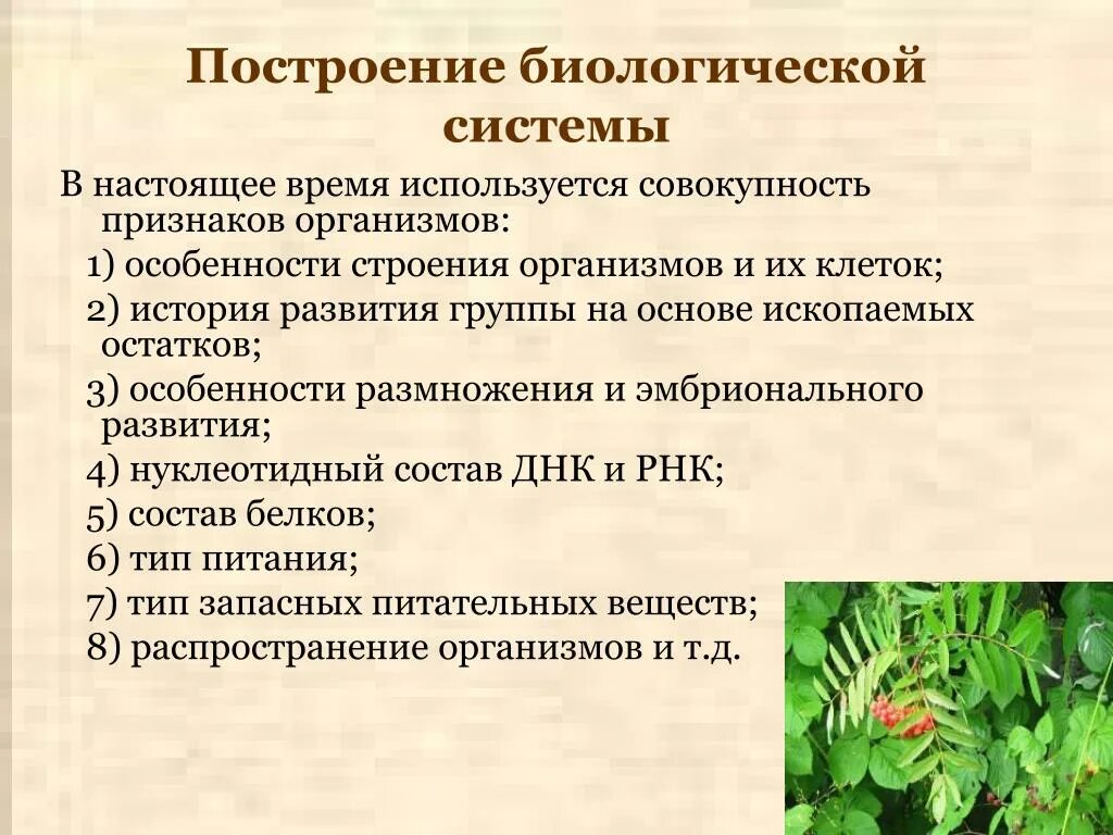 Перечислить биологические системы. Принципы организации биология. Принципы организации биосистем. Биологические системы и их признаки. Биологические системы и процессы.