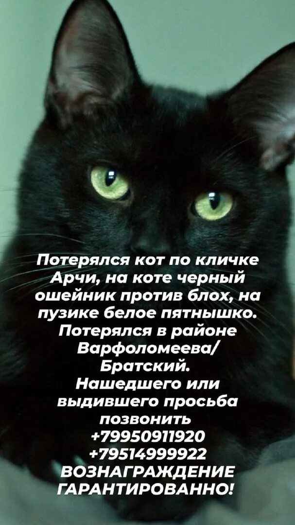 Имя для черно белого кота. Потерялся черный кот. Имя для черного кота. Клички для черных котов. Имя для чёрного котёнка.