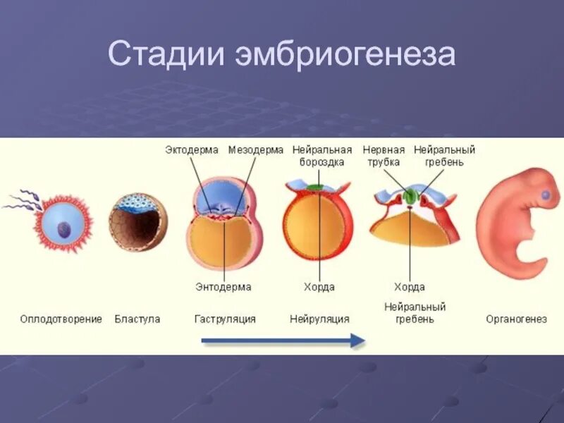Установите этапы эмбриогенеза. Этапы эмбрионального развития животных. Стадии эмбрионального развития рисунок. Онтогенез нейрула. Онтогенез бластула гаструла.