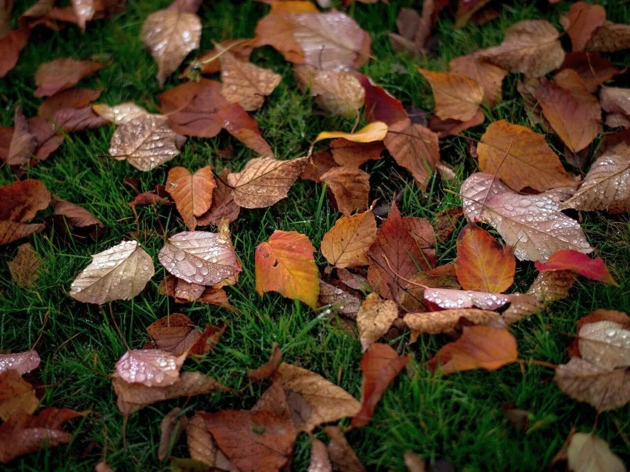 Natural leaves. Куча осенних листьев. Осенние листья ворох. Кучка листвы. Листья много.