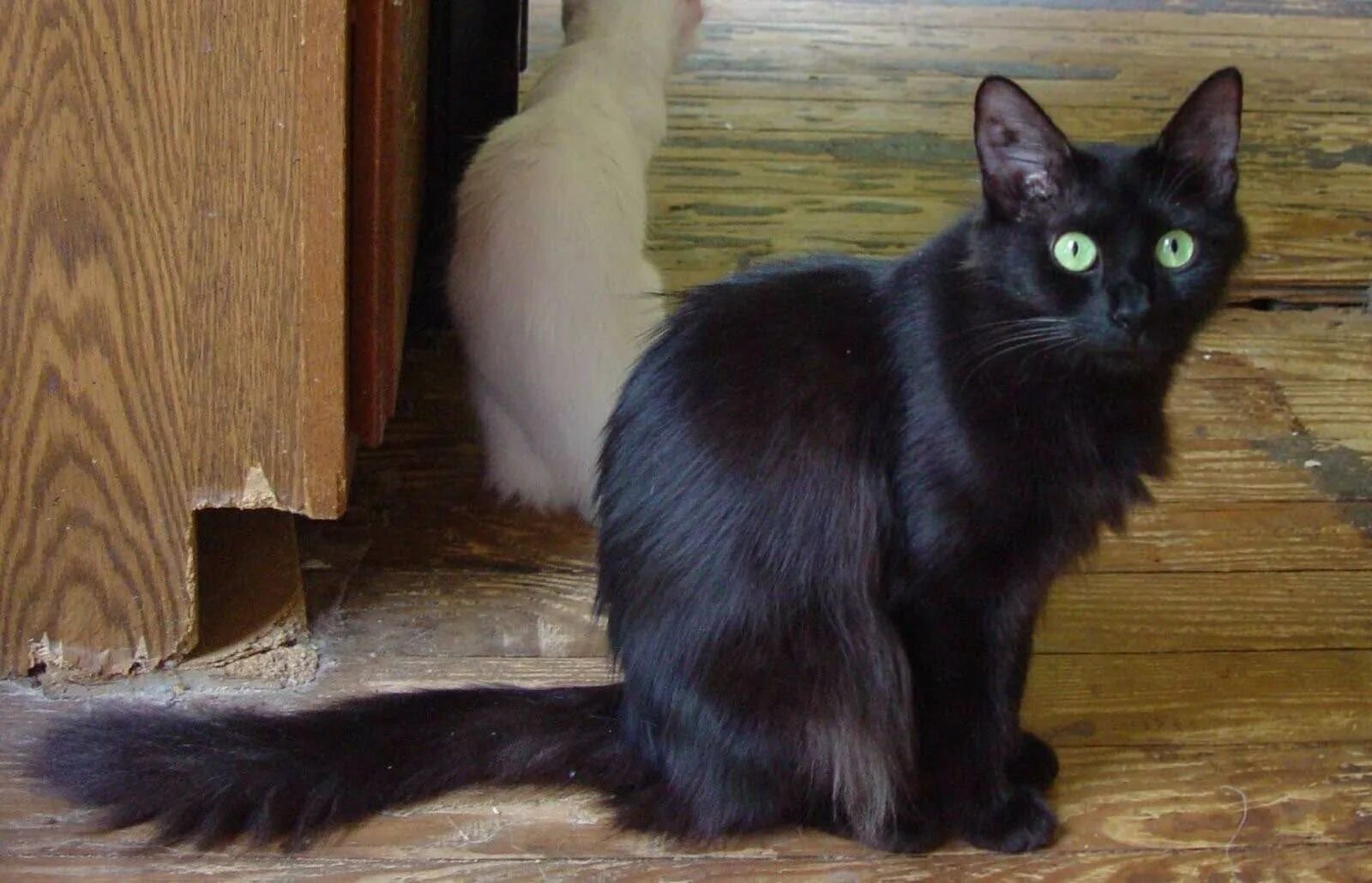 Черная ангора. Турецкая ангора кот черный. Турецкая ангорская кошка черная. Турецкий ангорский кот черный. Бомбейская кошка длинношерстная.