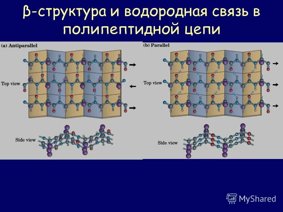 Полипептидная связь белка. Структура полипептидной цепи. Строение полипептидной цепи. B структура полипептидной цепи. Полипептидная связь.