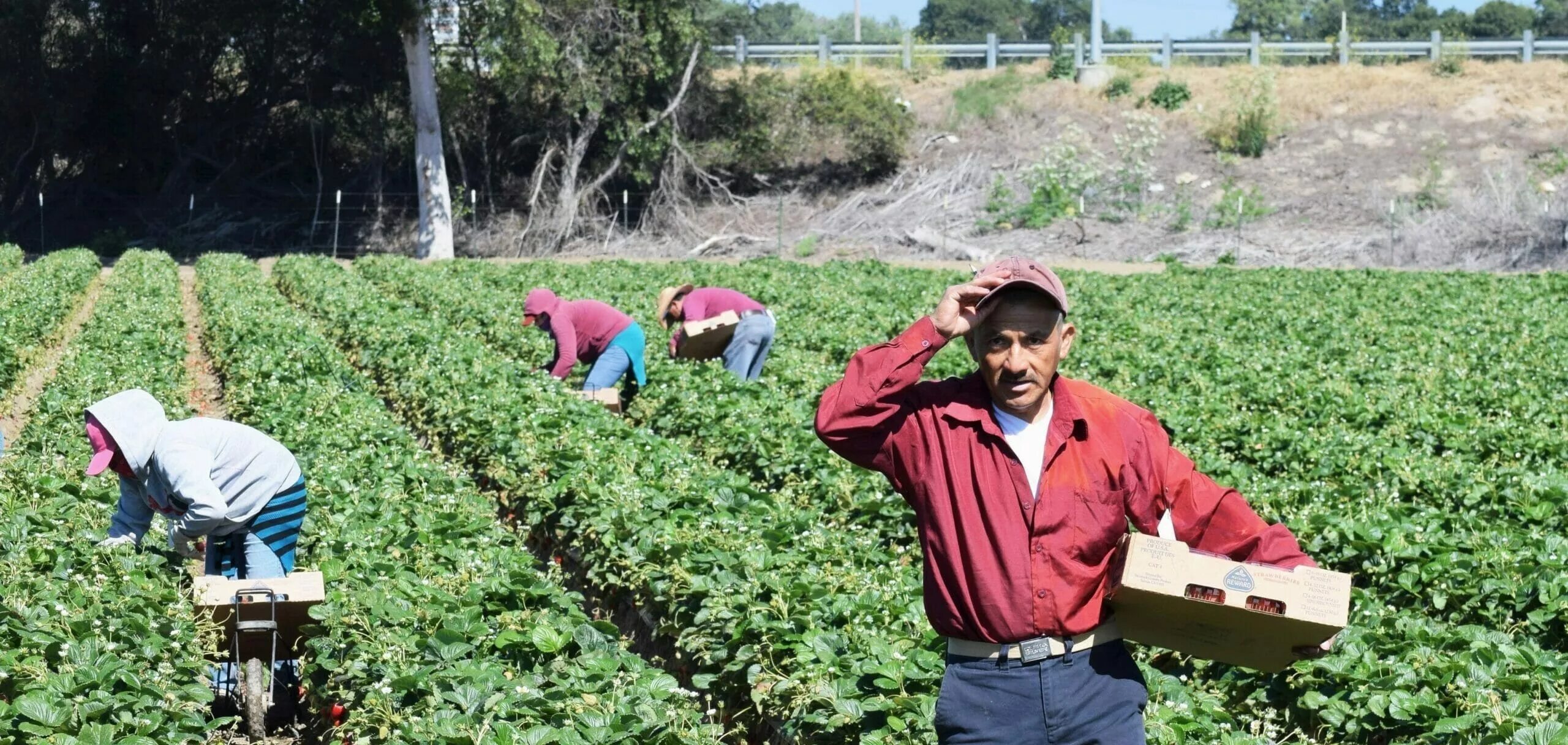 Farm worker jobs in Alberta. Farming workers in England. Agricultural Effects. Farmers to work all the year Round. Working dick