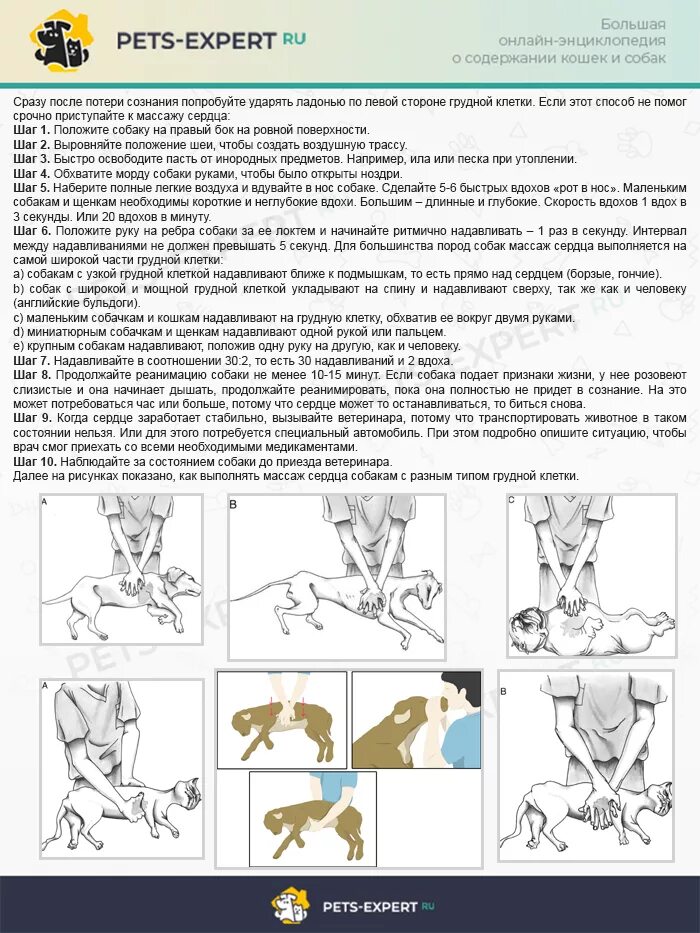 Почему щенок часто дышит. Как делать реанимацию собаке. Сердечно-легочная реанимация собак.