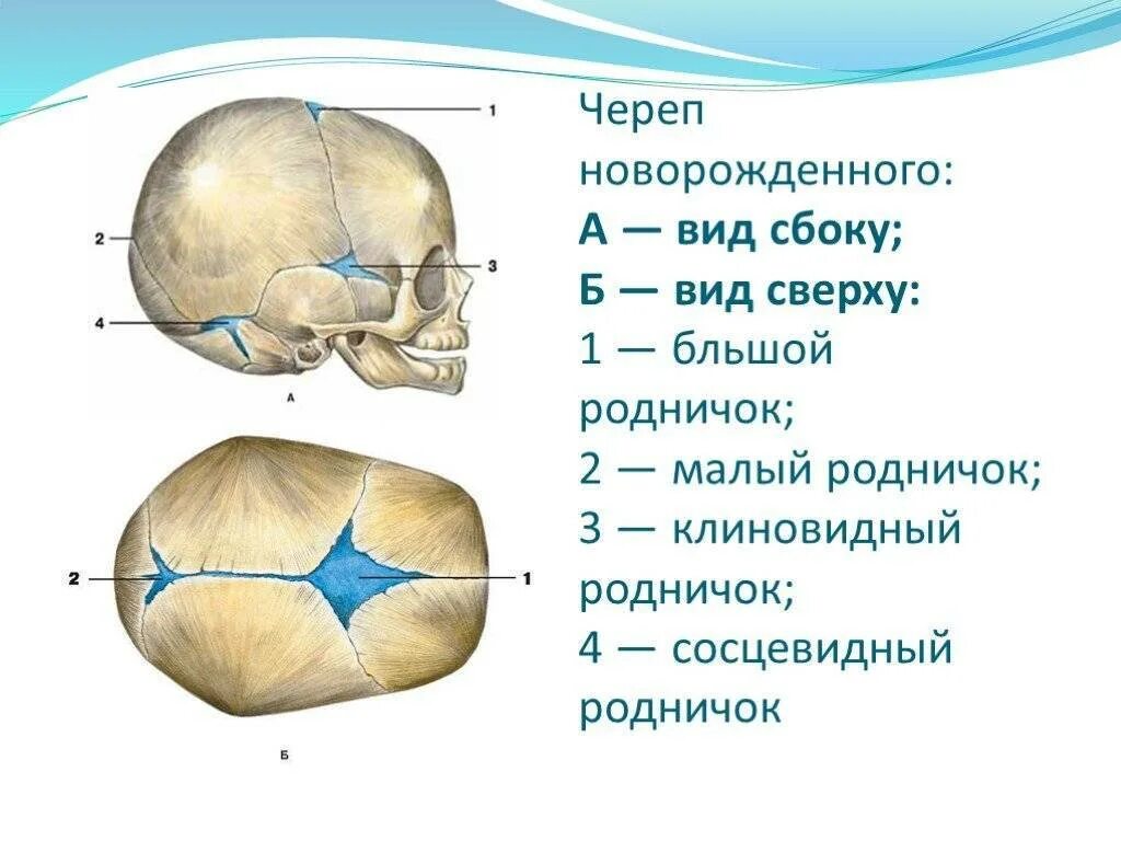 Б родничок. Строение родничков черепа новорожденного. Швы черепа вид сбоку. Роднички черепа анатомия рисунок. Череп человека сбоку Родничок.