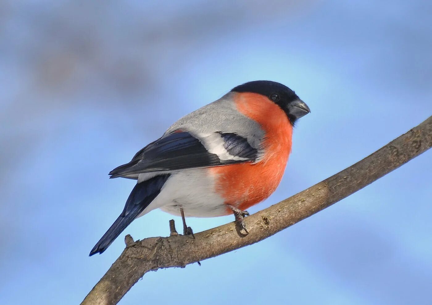 Снегирь на белом фоне. Уссурийский снегирь. Снегирь южный. Снегирь птица. Снегирь птица.