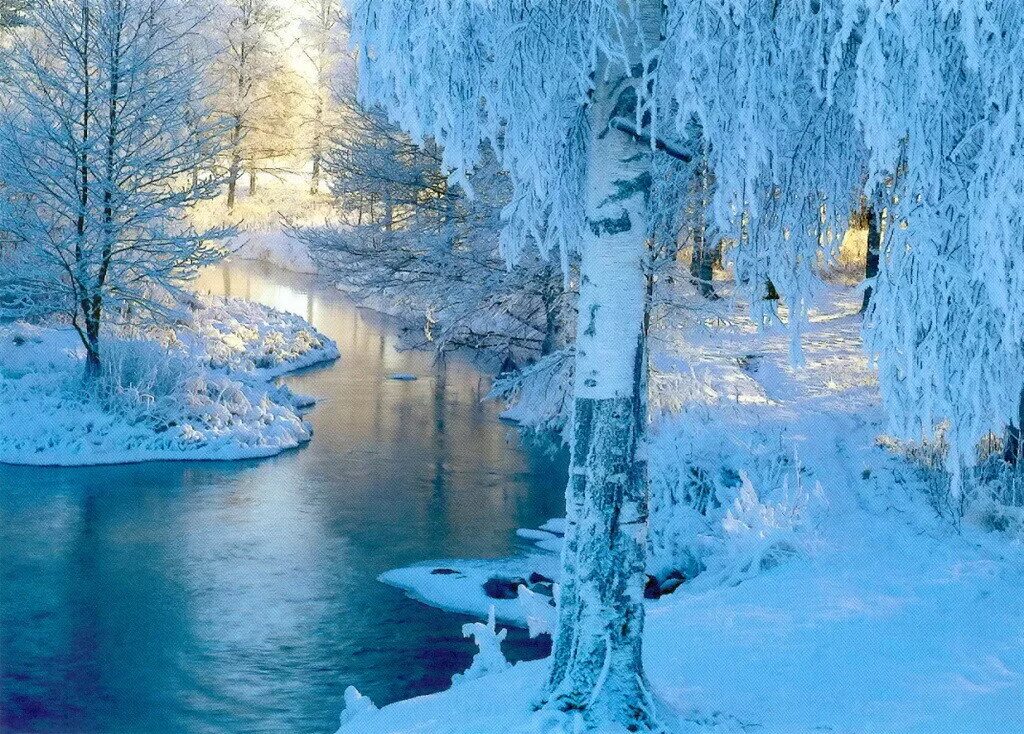 заснеженные деревья. зима долгое время года. зима снег. деревья в снегу. красивая зима.