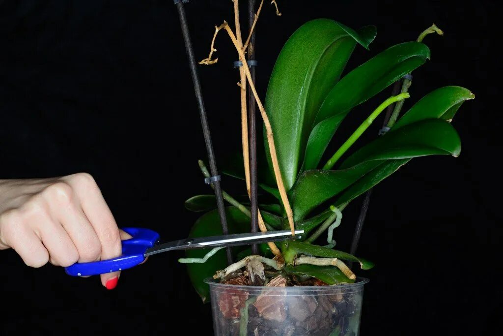Можно ли обрезать сухие. Орхидея фаленопсис отцвела. Дендробиум Орхидея пересаживание. Орхидея Дендробиум фаленопсис. Орхидея обрезать цветонос.