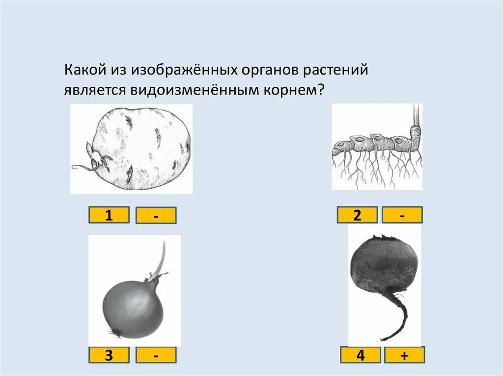 Какой из изображенных органов растений является видоизмененным. Какой из изображенных органов является видоизмененным корнем. Какой орган растения является видоизмененным корнем. Какой изображенных органов растений является видоизмененным корнем. Тест по биологии 6 органы растений