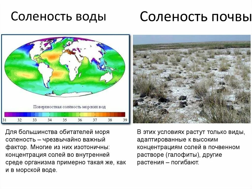 Соленость воды. Факторы солености воды. Соленость почвы. Соленость как экологический фактор. Соленость воды биология