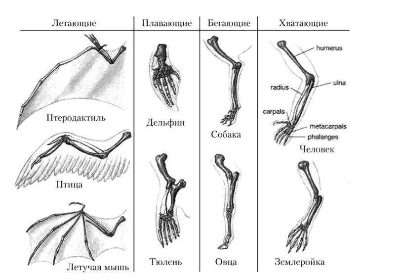 Конечности птиц таблица. Строение пятипалой конечности. Пояса конечностей млекопитающих. Строение передней конечности млекопитающих. Особенности строения конечностей млекопитающих.