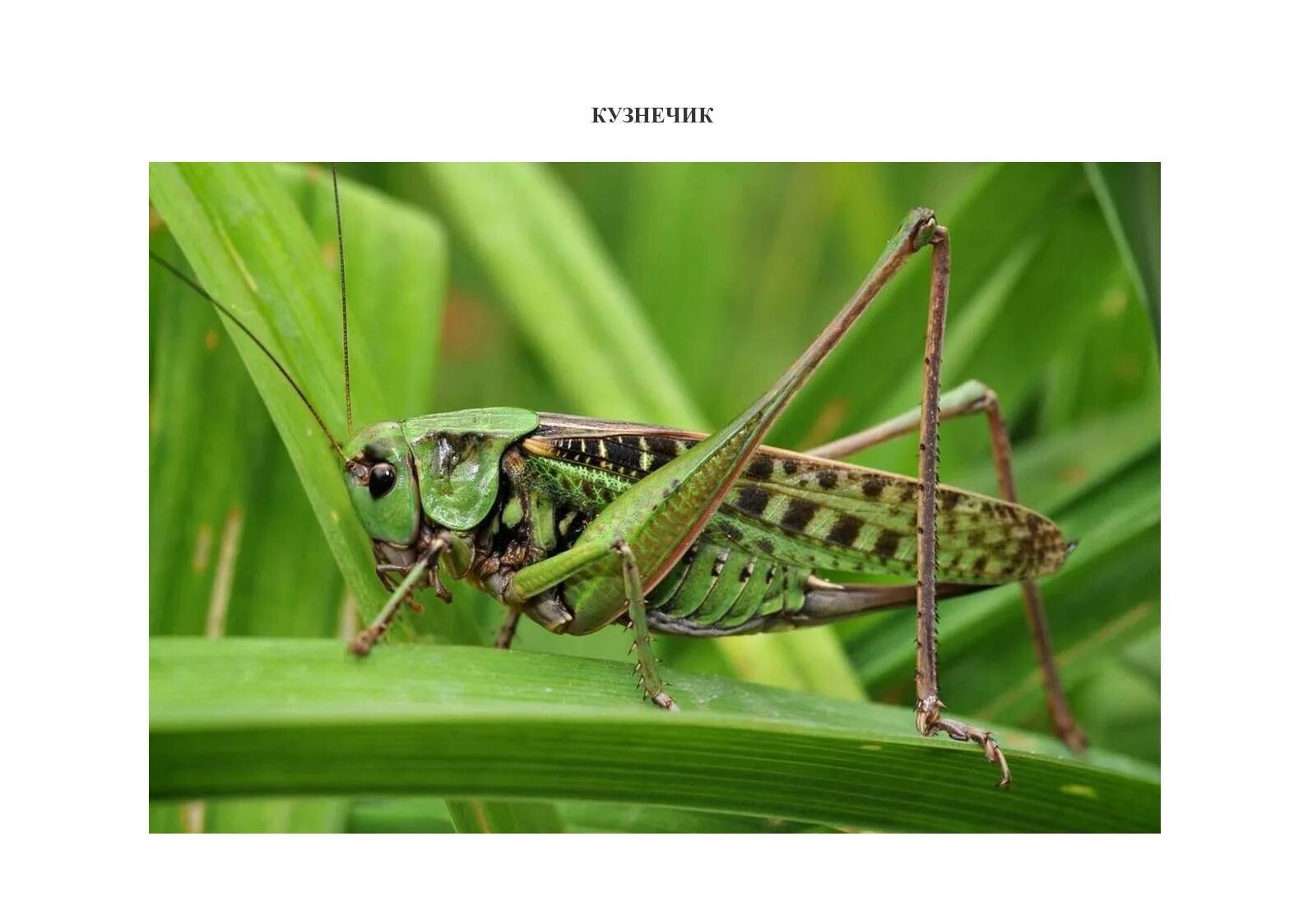 задания для исполнителя кузнечик. интересные сведения о насекомых для детей. как трещат кузнечики. звонко в кузнечики. исполнитель кузнечик.