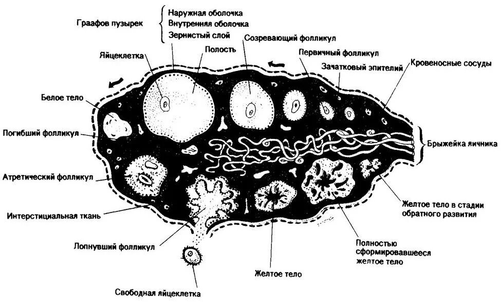 Внутреннее строение яичника. Строение яичника оболочки. Яичник анатомия строение внешнее. Соединительная ткань яичника.