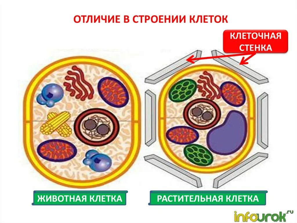 Как отличить клетки