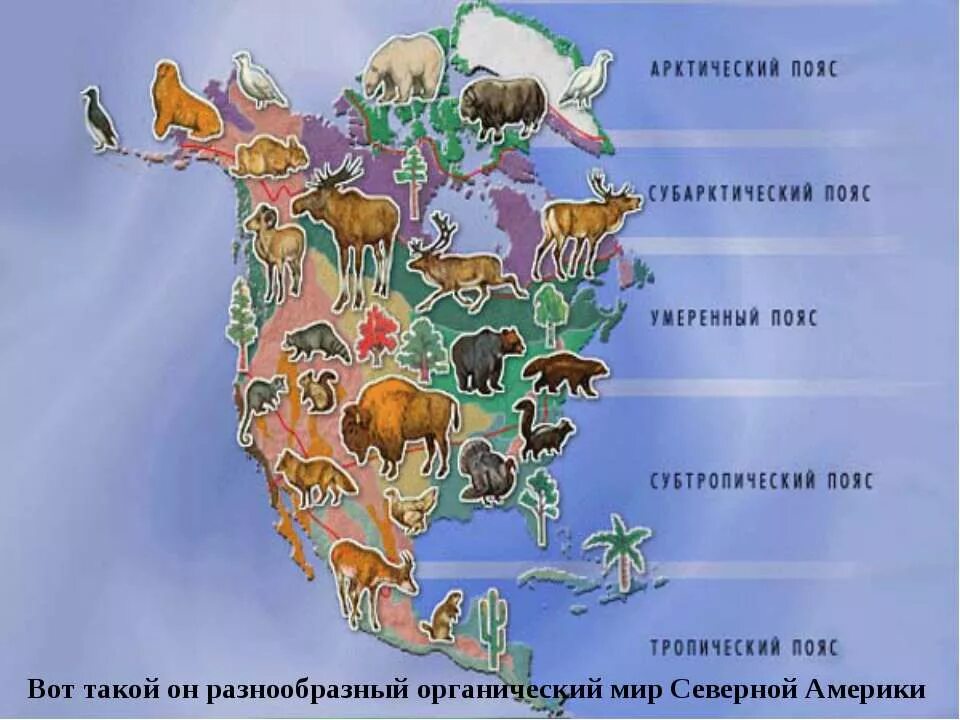 Жив мир северной америки. Растительный и животный мир Северной Америки на карте. Животный мир Северной Америки на карте. Животные и растения Северной Америки на карте. Животный мир Южной Америки карта.