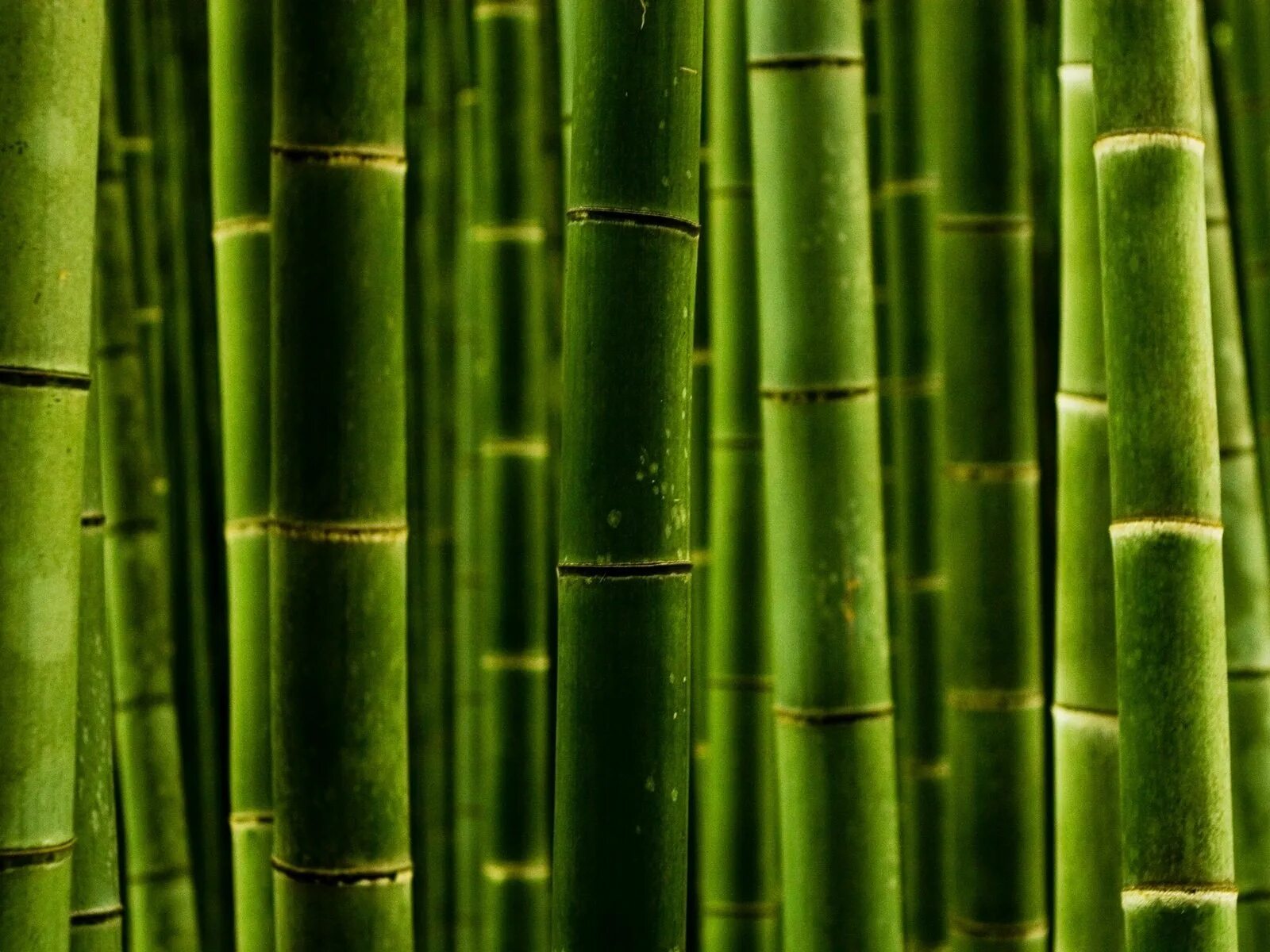 Бамбук обыкновенный. Бамбук. Зеленый бамбук. Ствол бамбука. Бамбуковые заросли.