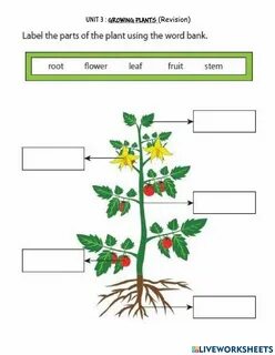 Plants can grow, Parts of a plant, worksheet, exercise, online activity, In...