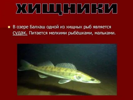 К хищным рыбам относится