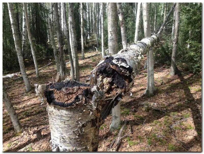 Упала на березку. Ложная чага Березовая. Сломанная береза. Упавшая береза. Поваленная береза.