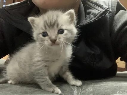 Авито орел котята в добрые