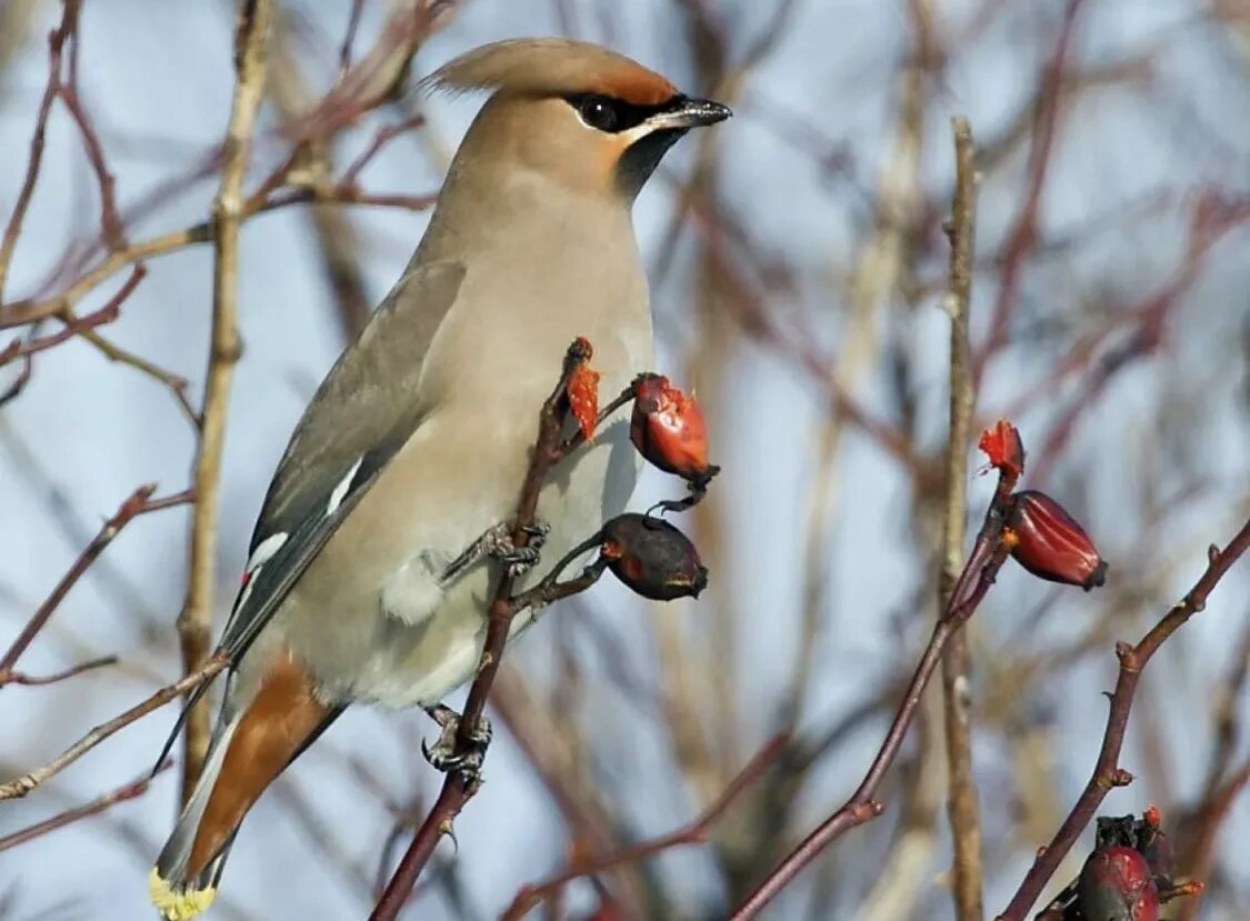 Свиристель обыкновенный (Bombycilla garrulus). Свиристель обыкновенный ‒ Bombycilla garrulus (l., 1758). Щегол и свиристель. Свиристель Южного Урала.