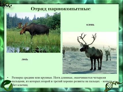 Отряд парнокопытных млекопитающих