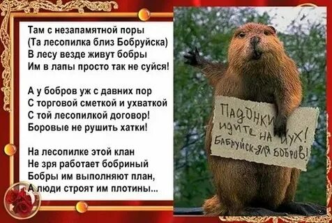 Песня про бобра текст