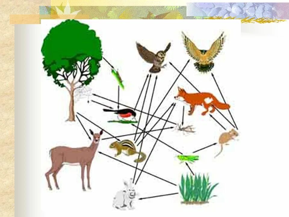 Пищевые цепи и сети в биоценозе. Растения в трофической цепи. Пищевая сеть экосистемы Луга. Пищевая цепочка экосистемы.