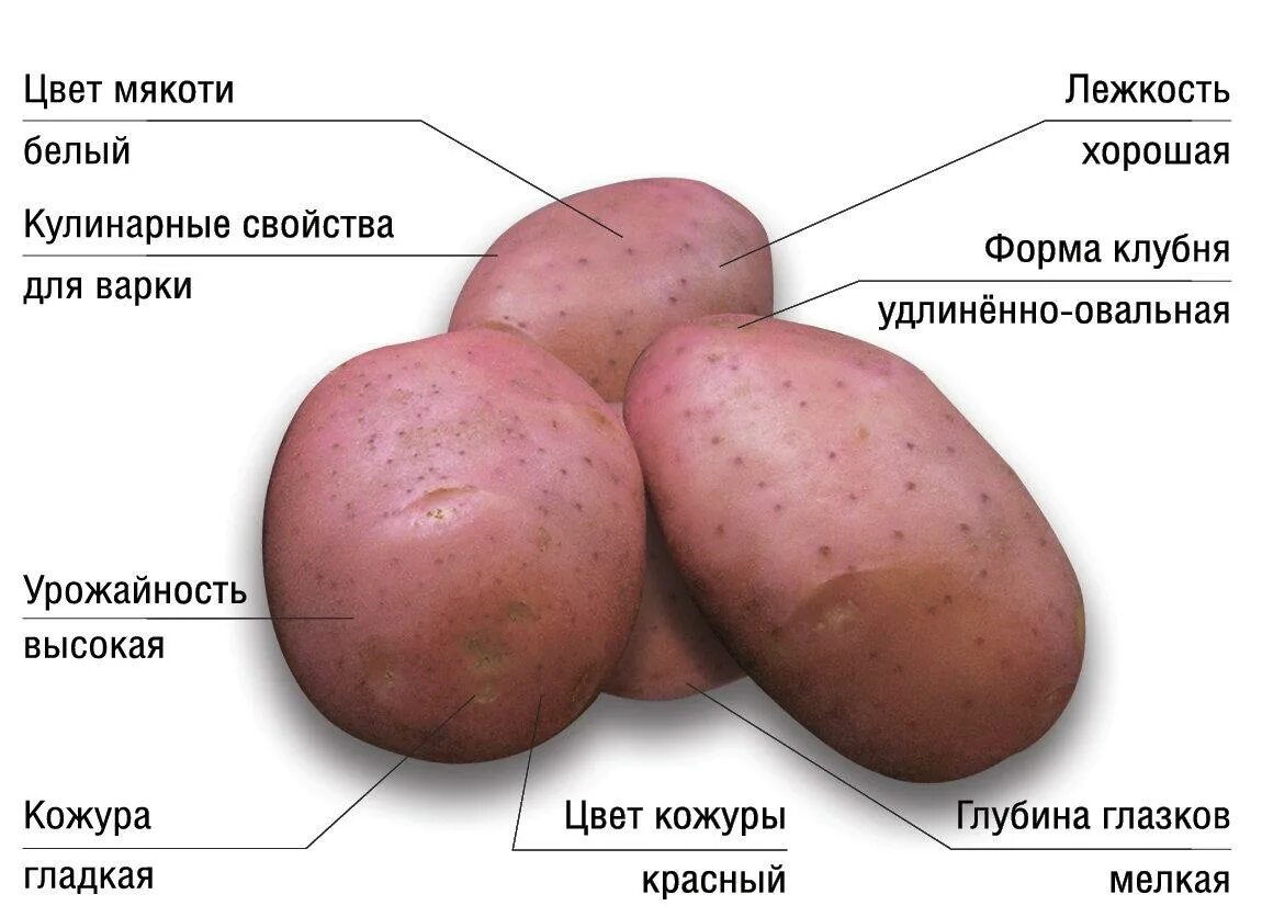 Пароли картофель характеристика. Картофель семенной Фламинго. Картофель розарасеменой. Сорт картофеля Фламинго. Сорт картофеля Фламинго характеристика.