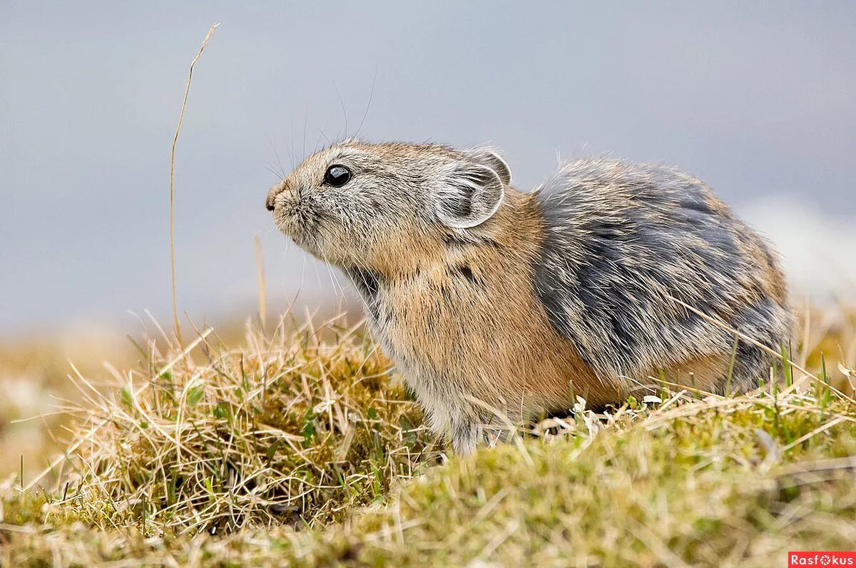степной грызун 6. европейский суслик. песчаная собачка грызун. тонкопалый суслик.