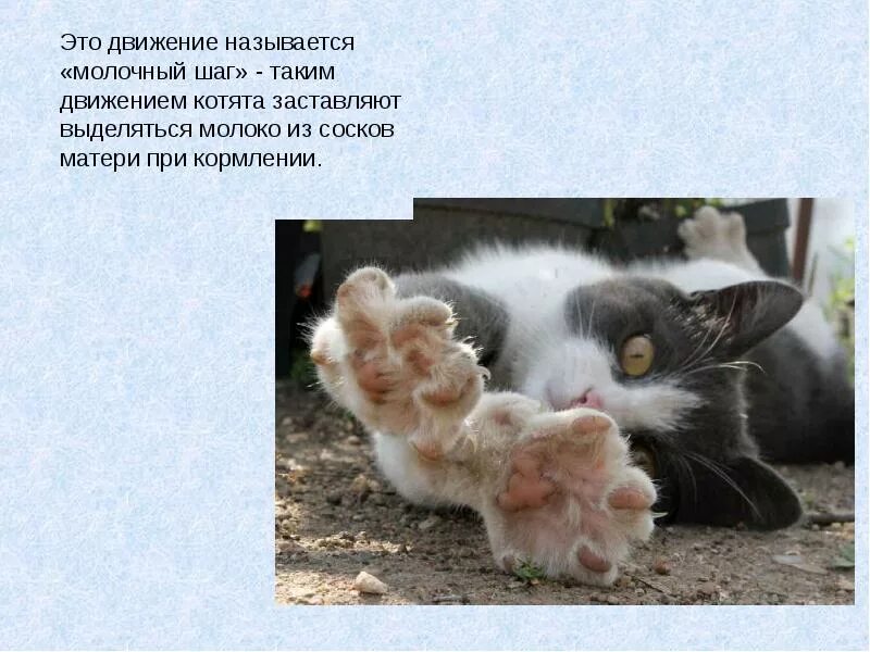 Дети кошки как называется движение и собаки