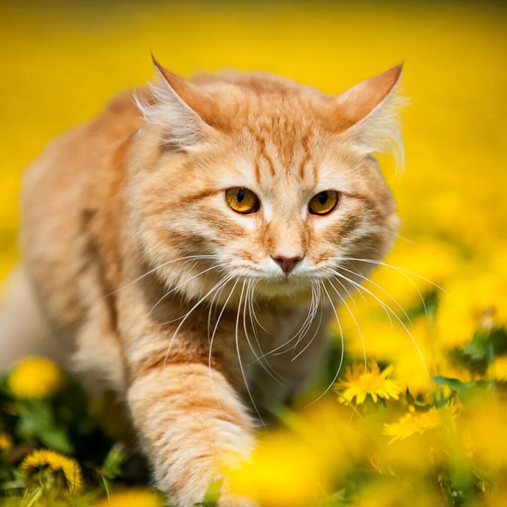 Желтый котенок. Рыжий котик весенний. Котенок на желтом фоне. Желто рыжий кот. Кис желтый