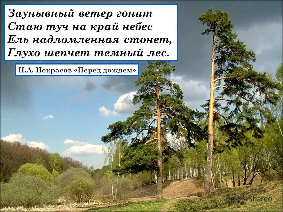 Ветер гонит стаю. Н А Некрасов перед дождем. Стих перед дождем. Некрасов заунывный ветер гонит. Стихотворение Некрасова перед дождем.