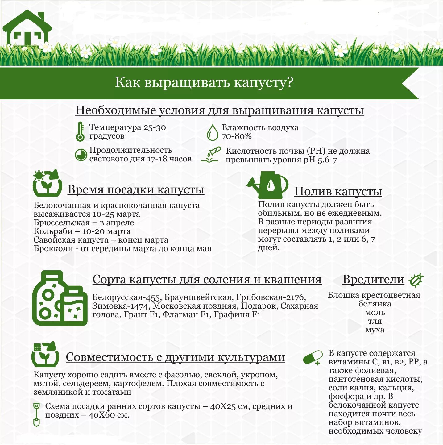 Советы садоводам. Рассада инфографика. Технология выращивания капусты. Агротехника выращивания капусты. Какая температура нужна капусте