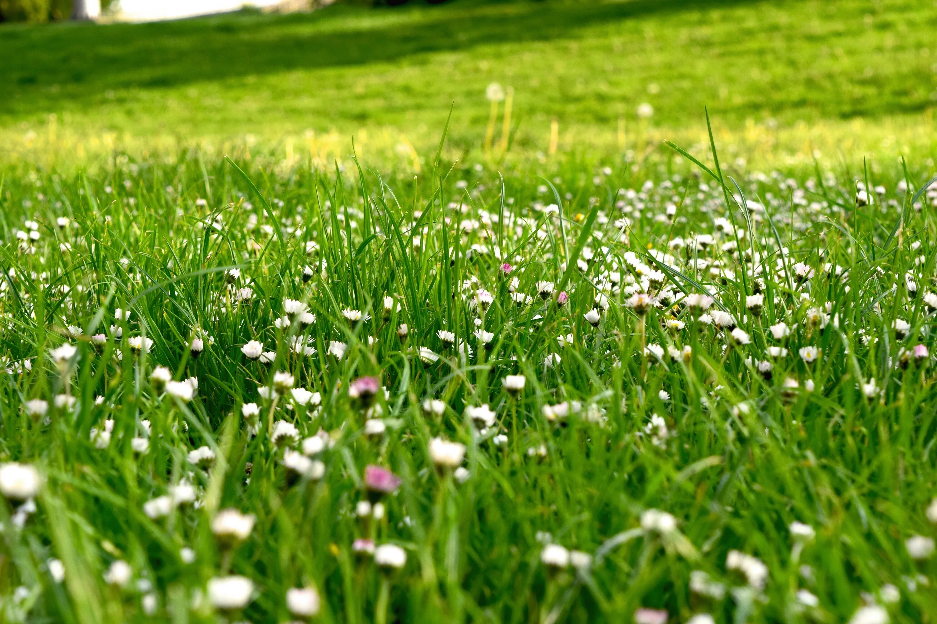 Мавританский газон с маргаритками. Газон с клевером и маргаритками. Газонная трава с цветами. Газон из маргариток. Травка с цветочками