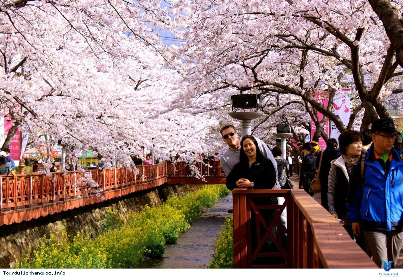 Южные сакуры. Корея Сеул Сакура. Сеул цветение Сакуры. Сакура в Корее. Сеул парк Сакуры.