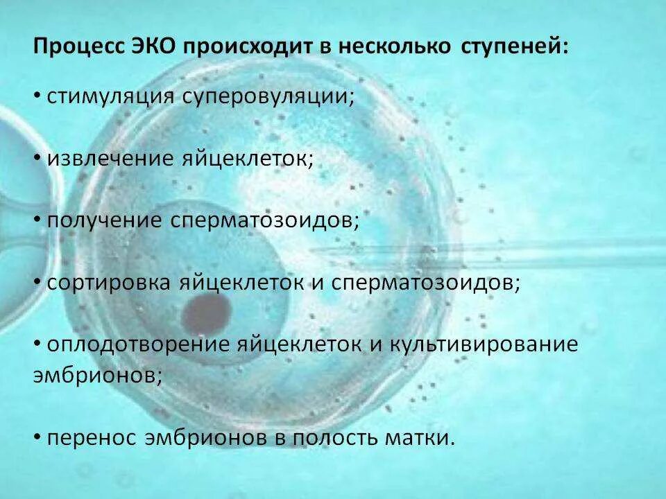 Эко процедура. Эко беременность процесс. Плюсы и минусы искусственного оплодотворения.