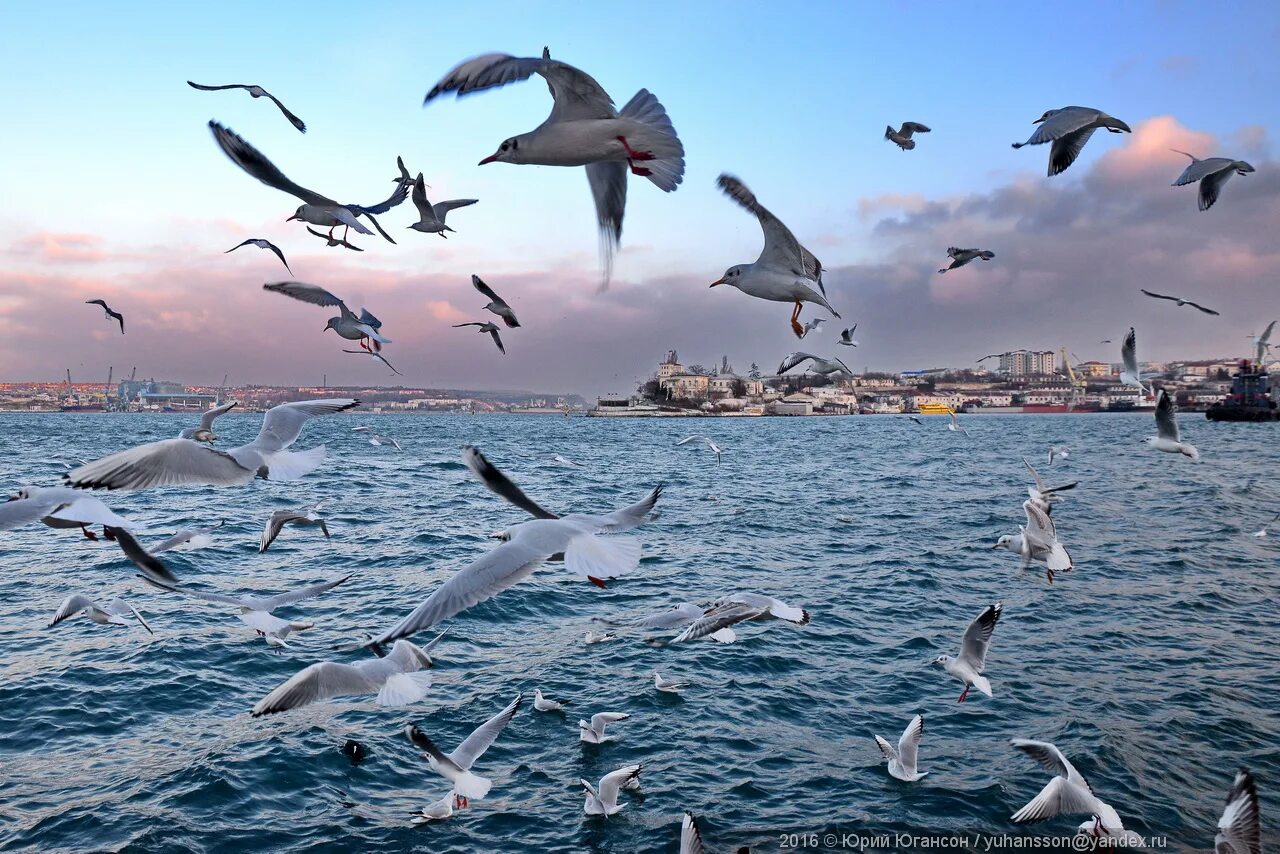 Птицы над морем. Море, чайки. Море чая. Чайки над океаном. Чайка над морем кружит.