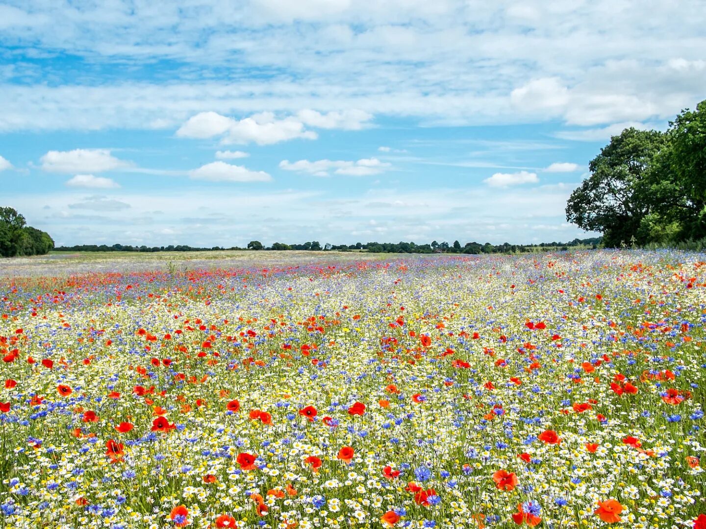 Поле 2 июля. Поле 2 июля. Летнее поле. Поле 2 июля. Степь липецкой области.